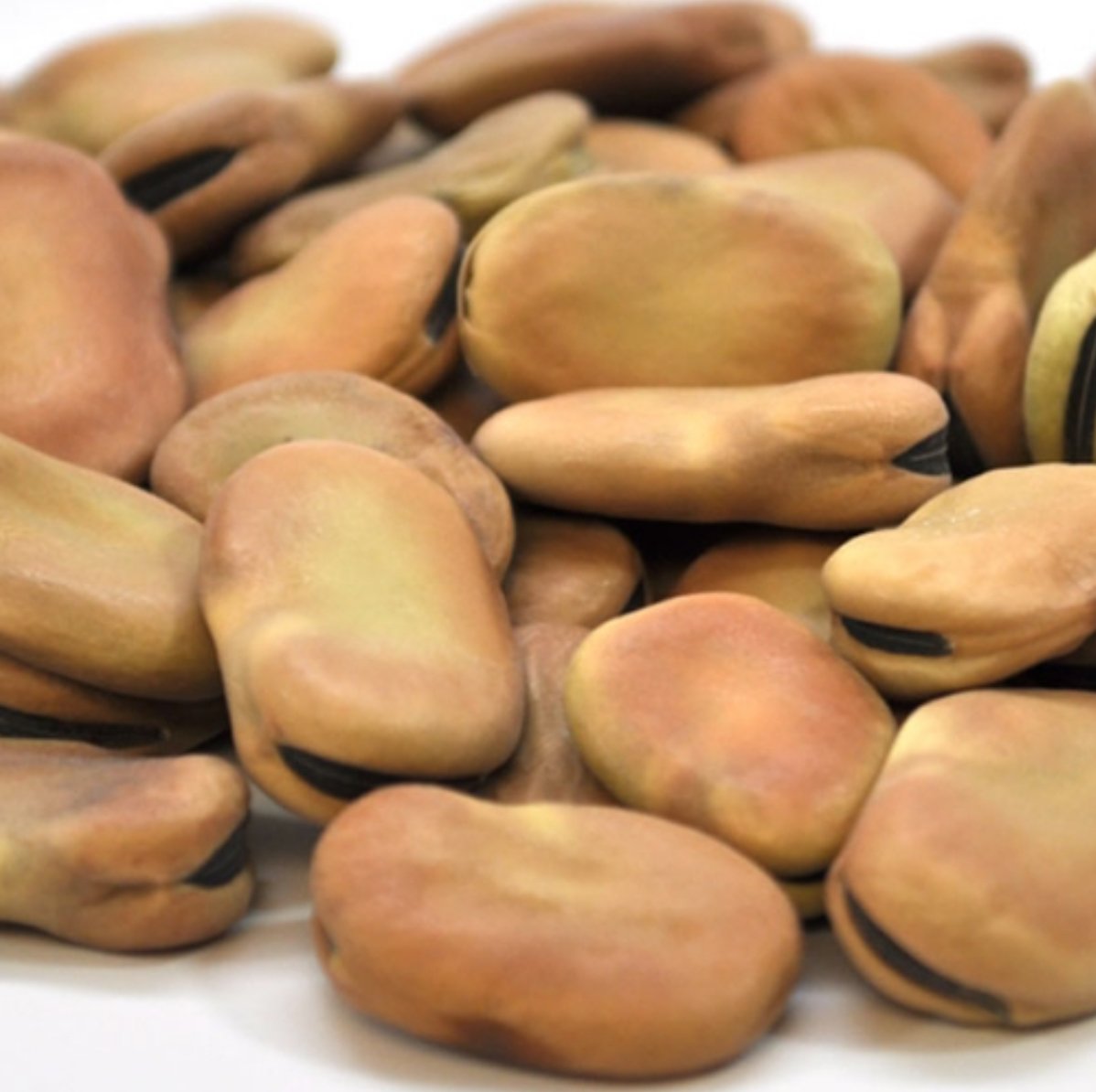 Fava Beans Broad (55lbs) 